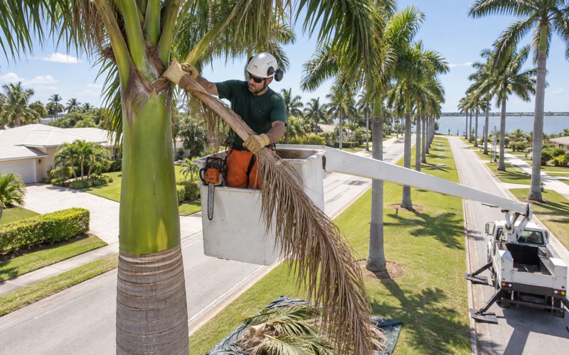 Worker in a bucket cutting a royal palm frond at its leaf base above a Fort Myers boulevard.