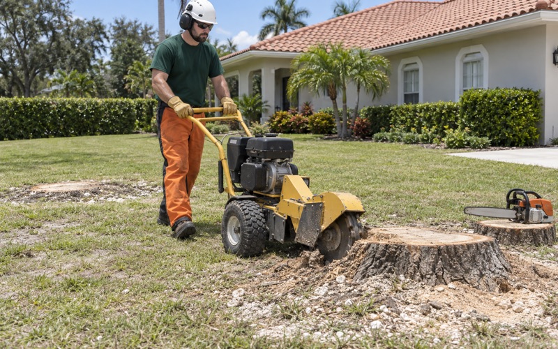 Worker walking a stump grinder by its tow bar toward a cut live oak stump on a Fort Myers lot.